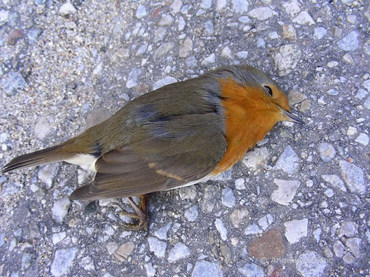 Rotkehlchen (Erithacus rubecula) -   © Mag. Angelika Ficenc