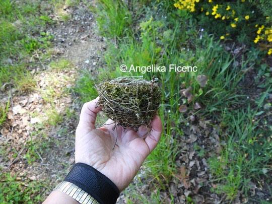 unbestimmtes Nest ©  Mag. Angelika Ficenc