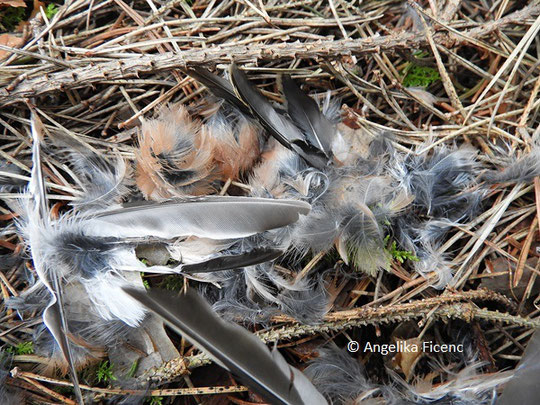 Buchfink (Fringilla coelebs), © Mag. Angelika Ficenc