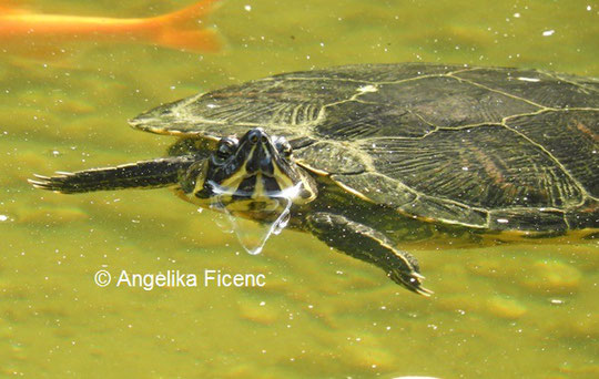  Gelbwangen-Schmuckschildkröte © Mag. Angelika Ficenc