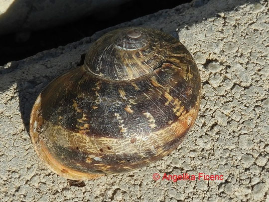 Gefleckte Weinbergschnecke © Mag. Angelika Ficenc