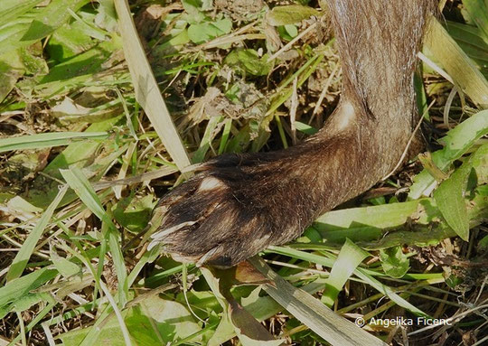  Steinmarder (Martes foina),   © Mag. Angelika Ficenc