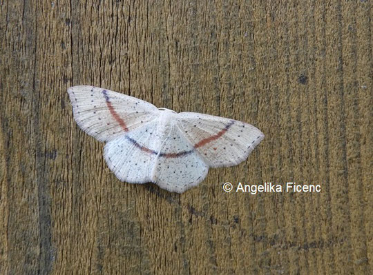 Cyclophora punctaria © Mag. Angelika Ficenc