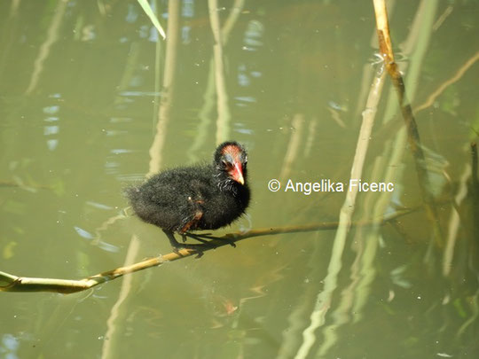 Teichhuhn © Mag. Angelika Ficenc