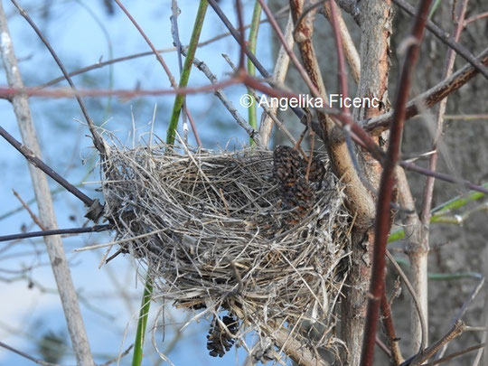 Unbestimmtes Nest © Mag. Angelika Ficenc