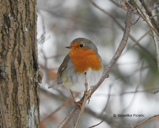 Rotkehlchen (Erithacus rubecula)  © Mag. Angelika Ficenc