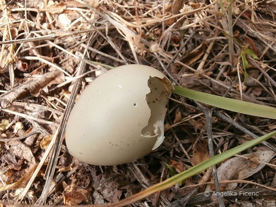 Fasan (Phasianus colchicus), geöffnete Eierschale, Gelege, Ei, Vogel  © Mag. Angelika Ficenc tierspuren.at  © Mag. Angelika Ficenc