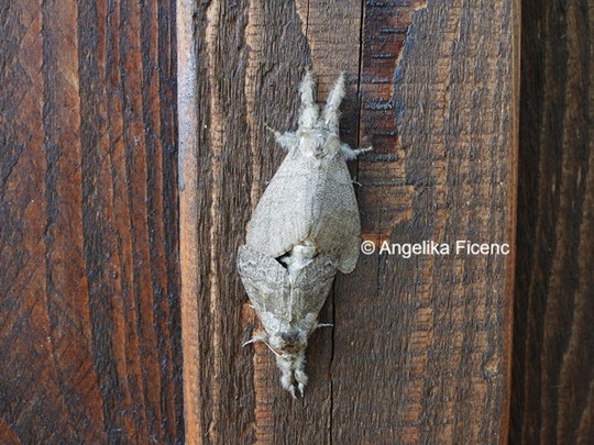 Kräutermönch © Mag. Angelika Ficenc