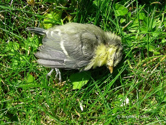 Blaumeise, Cyanistes caeruleus,   © Mag. Angelika Ficenc