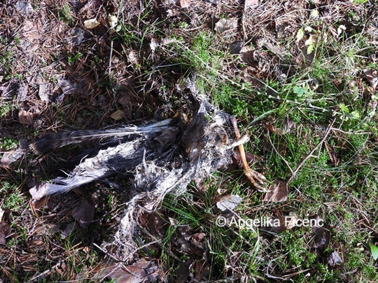 Mäusebussard © Mag. Angelika Ficenc