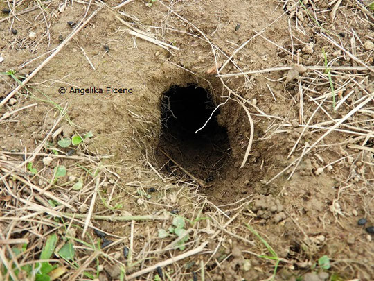 Feldmaus (Microtus arvalis) © Mag. Angelika Ficenc