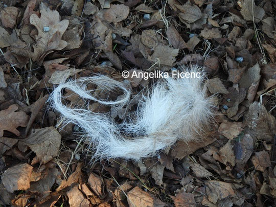 Schaf Haare © Mag. Angelika Ficenc