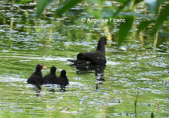  Teichhuhn © Mag. Angelika Ficenc