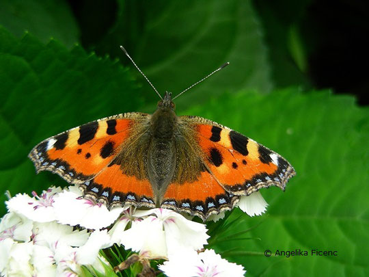 Kleiner Fuchs (Aglais urticae),   © Mag. Angelika Ficenc