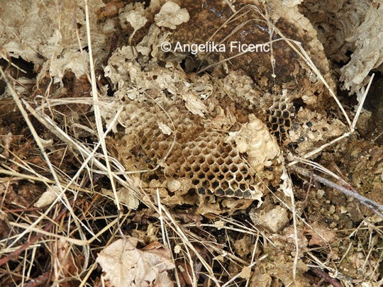 Rest eines Wespennestes © Mag. Angelika Ficenc
