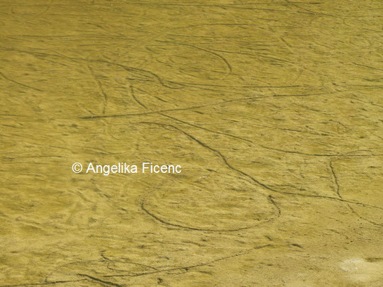 Gemeine Teichmuschel Spur © Mag. Angelika Ficenc