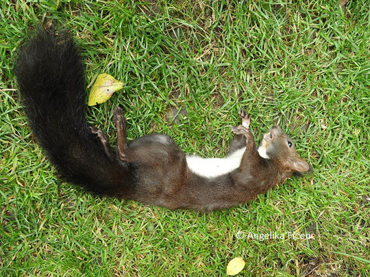 Europäisches Eichkätzchen (Sciurus vulgaris) © Mag. Angelika Ficenc