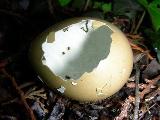 Fasan (Phasianus colchicus), geöffnete Eierschale, Gelege, Ei, Zentralfriedhof ,   © Mag. Angelika Ficenctierspuren.at   © Mag. Angelika Ficenc