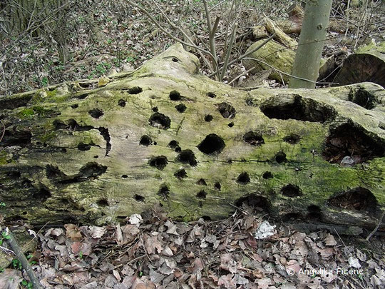 Schwarzspecht (Dryocopus martis)  © Mag. Angelika Ficenc