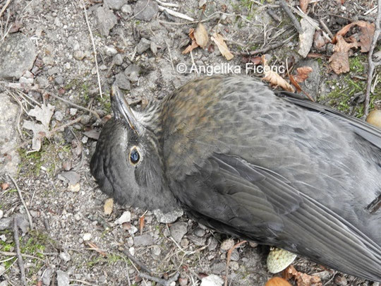 Tote Amsel © Mag. Angelika Ficenc