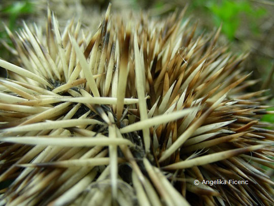 Europäischer Igel  © Mag. Angelika Ficenc