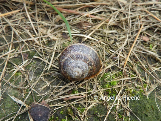 Gefleckte Weinbergschnecke © Mag. Angelika Ficenc