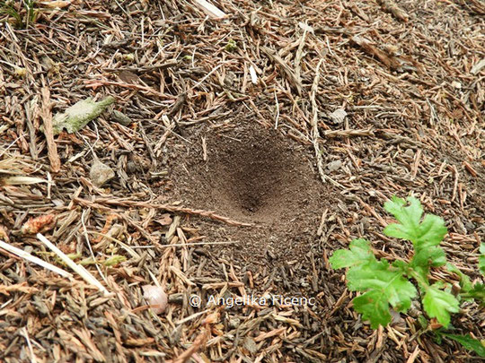 Ameisenlöwe, Trichter  © Mag. Angelika Ficenc