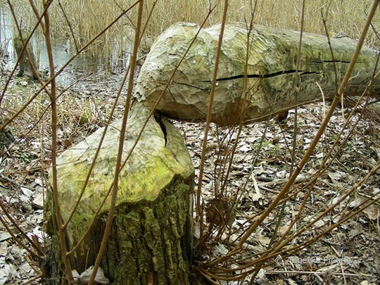 Biber (Castor fiber)  ©  Mag. Angelika Ficenc