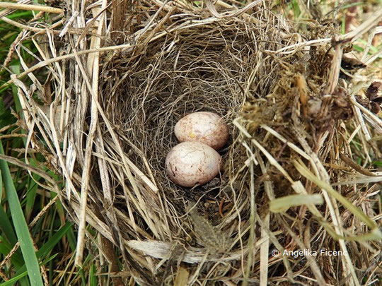 Mönchsgrasmücke, Nest   © Mag. Angelika Ficenc