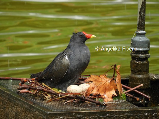 Teichhuhn © Mag. Angelika Ficenc