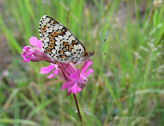 Wegerich Scheckenfalter (Melitaea cinxia),   © Mag. Angelika Ficenc