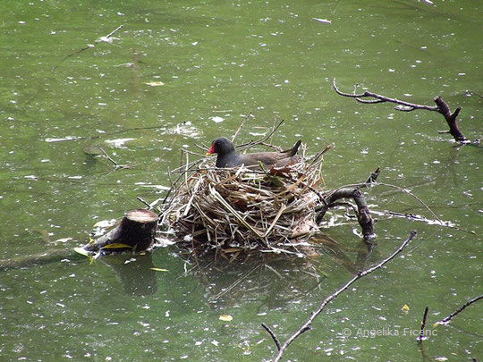 Teichhuhn (Gallinula chloropus) - Nest, Tierbau, Tierspur  © Mag. Angelika Ficenc