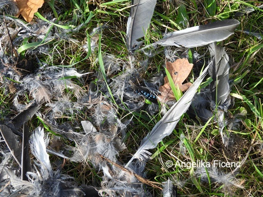 Eichelhäher Rupfung © Mag. Angelika Ficenc