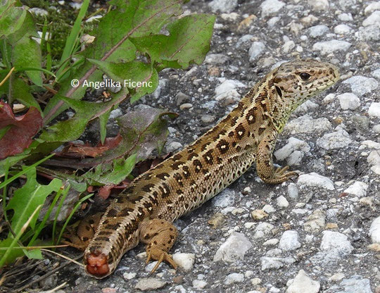 Zauneidechse (Lacerta agilis) - tierspuren - Spuren auf ...