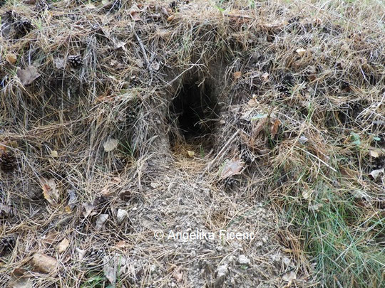 Bau eines Wildkaninchens © Mag. Angelika Ficenc