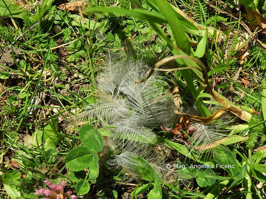 Buntspecht (Dendrocopos major), Rupfung  © Mag. Angelika Ficenc