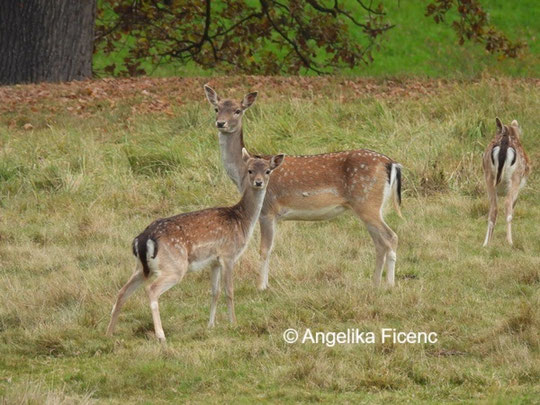 Damwild  © Mag. Angelika Ficenc