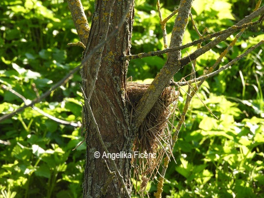 Vogelnest © Mag. Angelika Ficenc
