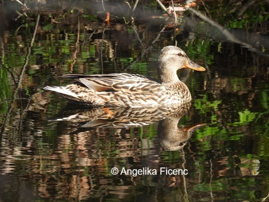 Stockente © Mag. Angelika Ficenc