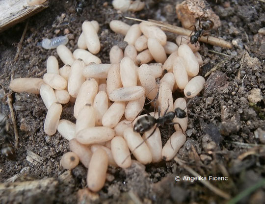 Schwarzgraue Wegameise (Lasius niger)  © Mag. Angelika Ficenc