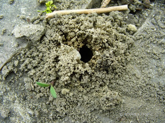 Weiden Sandbiene (Andrena vaga), Nesteingang mit Sandaufwurf, Erdnest, Tierbauten, Wildbiene, tierspuren.at