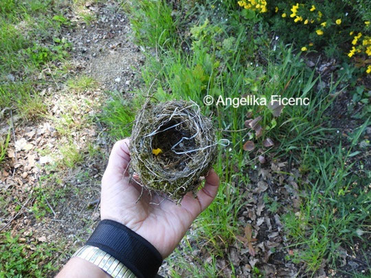 unbestimmtes Nest ©  Mag. Angelika Ficenc
