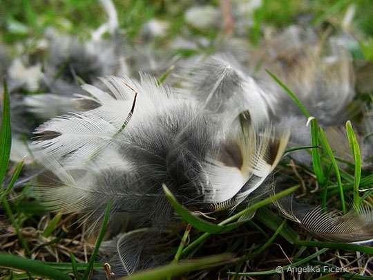 Singvogel, Feder, Schwinge, © Mag. Angelika Ficenc