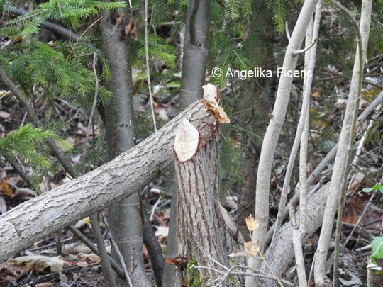 Biber © Mag. Angelika Ficenc