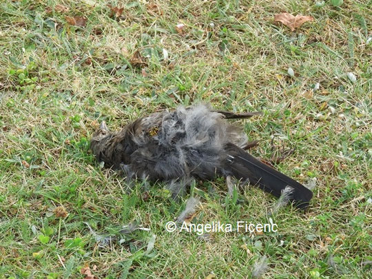 tote Amsel  © Mag. Angelika Ficenc 