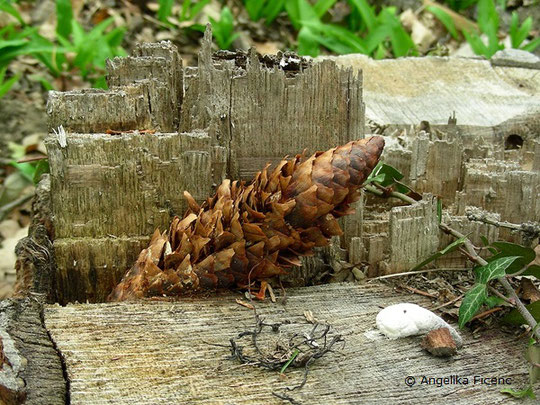 Specht, Vogel, Spechtschmiede,  © Mag. Angelika Ficenc