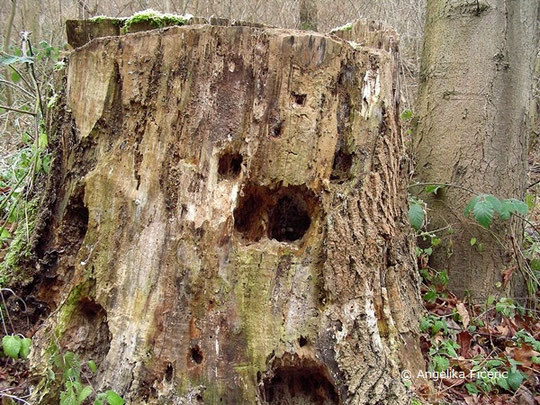 Schwarzspecht (Dryocopus martis)  © Mag. Angelika Ficenc