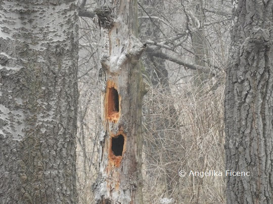 Schwarzspecht  © Mag. Angelika Ficenc