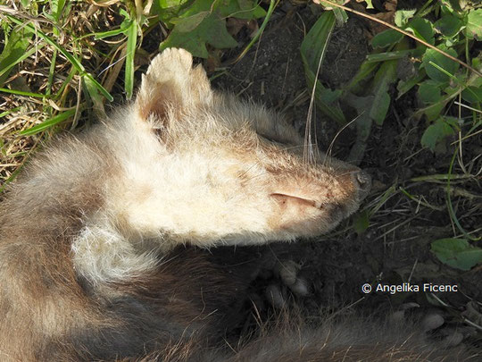  Steinmarder (Martes foina),   © Mag. Angelika Ficenc