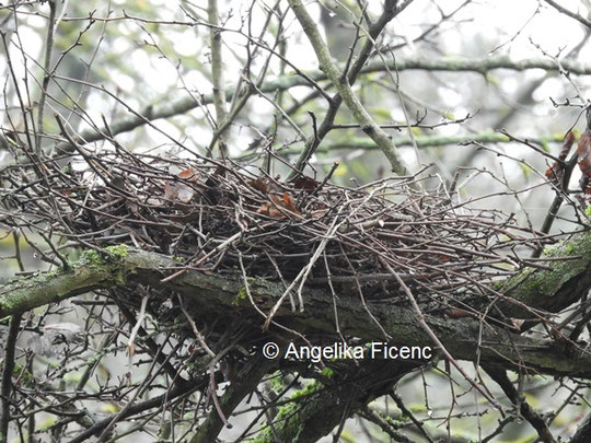 Ringeltaube, Nest © Mag. Angelika Ficenc